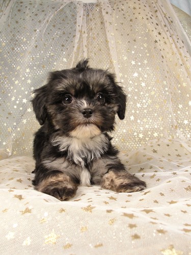 Female Lhasa Bichon puppy for Sale in Iowa #4 Born December 7, 2011